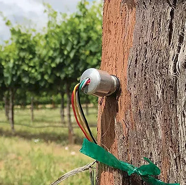 LM-P106A 植物水势监测系统