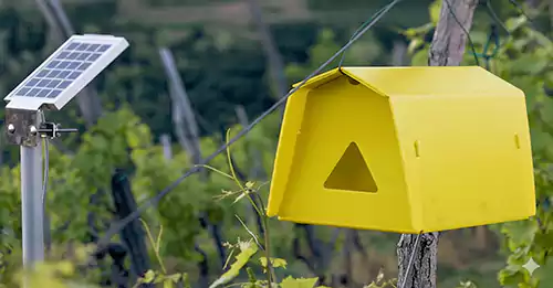 动物昆虫仪器图片